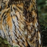 H67A9038 .jpg Sous l'oeil du hibou moyen duc